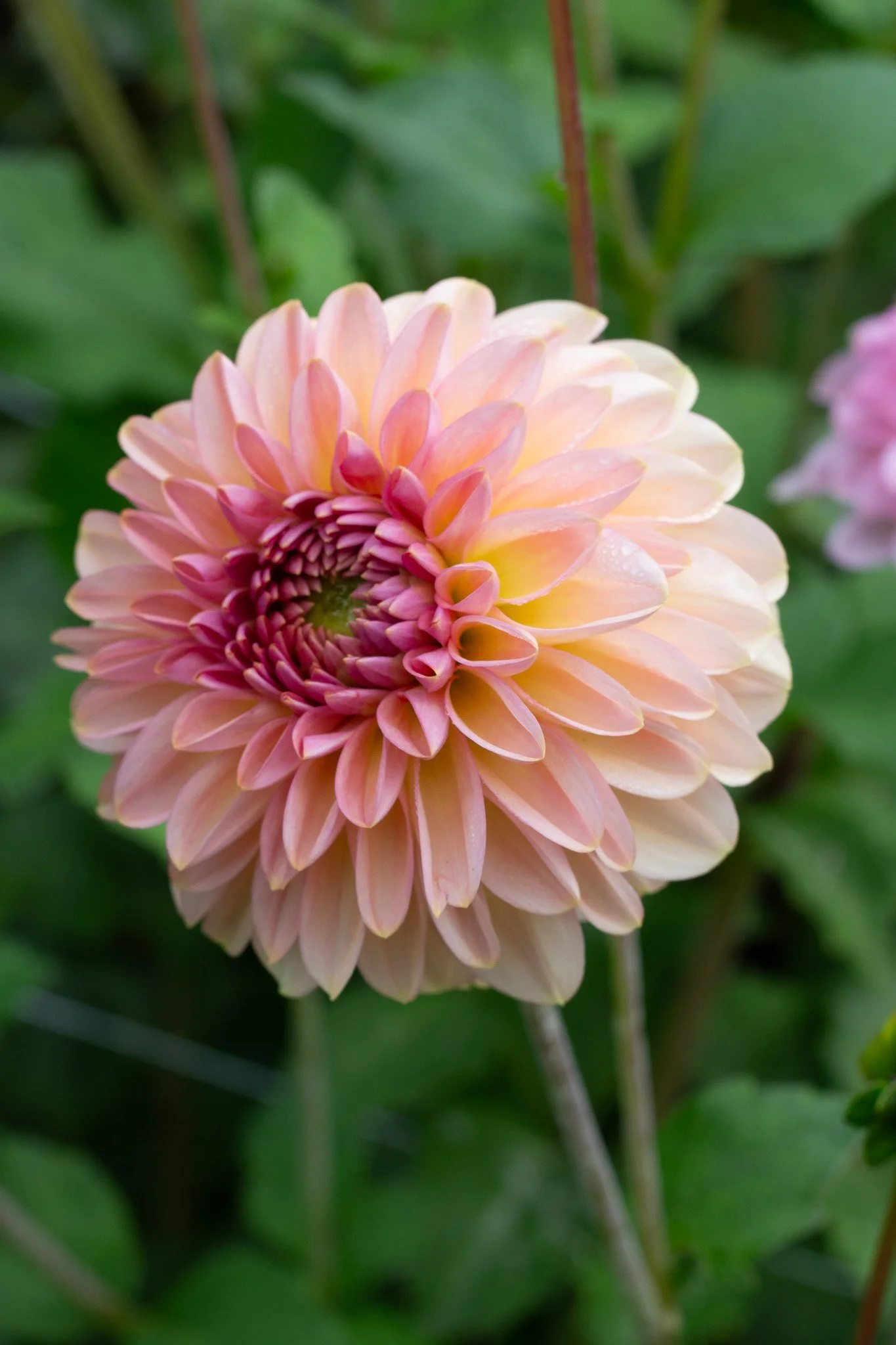 Dahlia : Cupcake — ciderpress lane